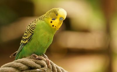 Parakeets, bird training, pet birds, bird care