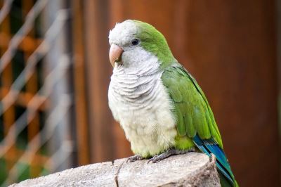 Parakeets, bird training, pet birds, bird care