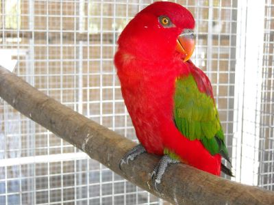 Parakeets, bird training, pet birds, bird care