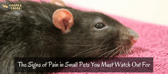 The Signs of Pain in Small Pets You Must Watch Out For
