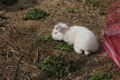 guinea pig, rodents, rabbits, rats, animals in pain