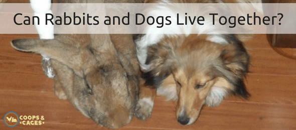 dogs, rabbits, pet care, multiple pets