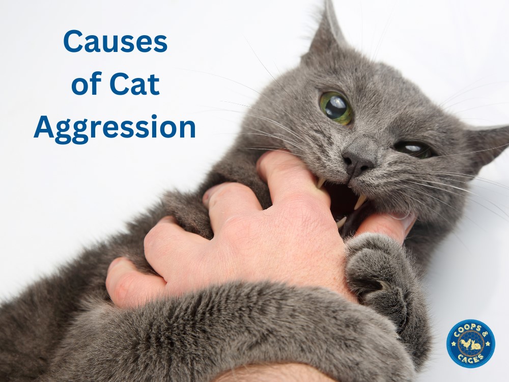Causes of Cat Aggression