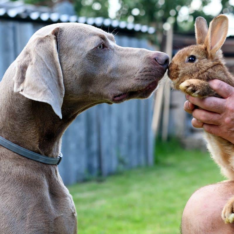 House rabbit and dog online