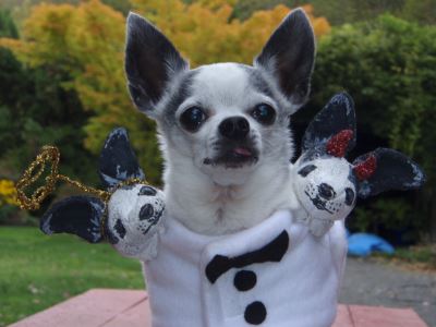 Halloween, Halloween with pets