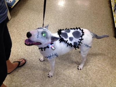 Halloween, Halloween with pets