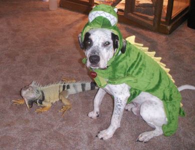 Halloween, Halloween with pets