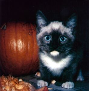 Halloween for pets, safety tips, pet care