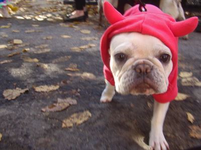 Halloween for pets, safety tips, pet care