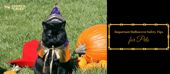 Halloween for pets, safety tips, pet care