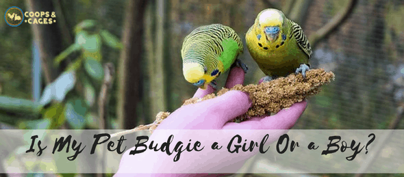 budgie, bird breed, bird care, birds