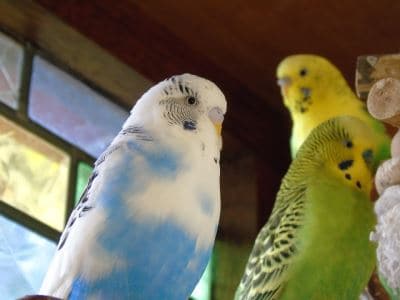 budgie, bird breed, bird care, birds