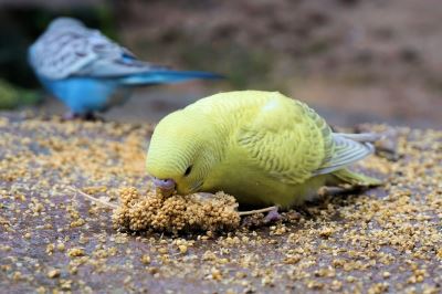 budgie, bird breed, bird care, birds