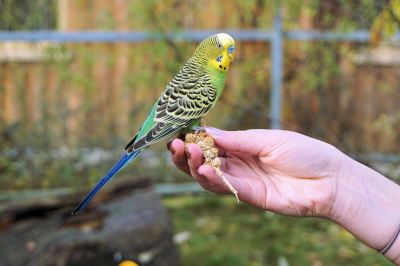 budgie, bird breed, bird care, birds