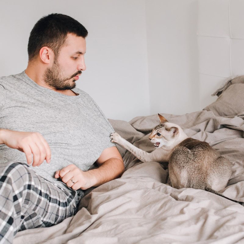 Psychological Causes of Cat Aggression