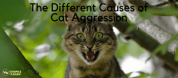 cats, cat aggression, cat care