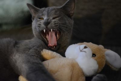 cats, cat aggression, cat care