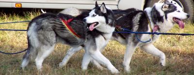 Siberian huskies are friendly to people and to other dogs.