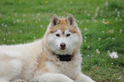 The Pros And Cons Of Having Siberian Huskies As Pets | Coops And Cages