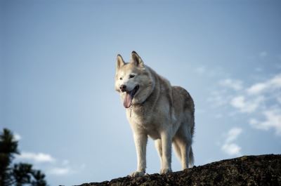 The Siberian huskies are masters of escape