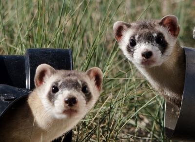 ferrets, ferret care, ferret care guide, ferret biting