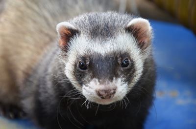 ferrets, ferret care, ferret care guide, ferret biting