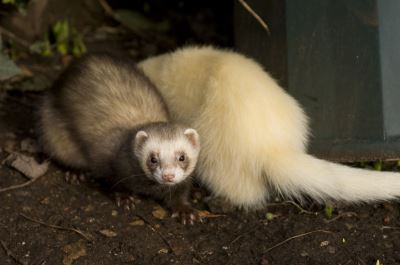 ferrets, ferret care, ferret care guide, ferret biting