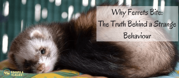 ferrets, ferret care, ferret care guide, ferret biting