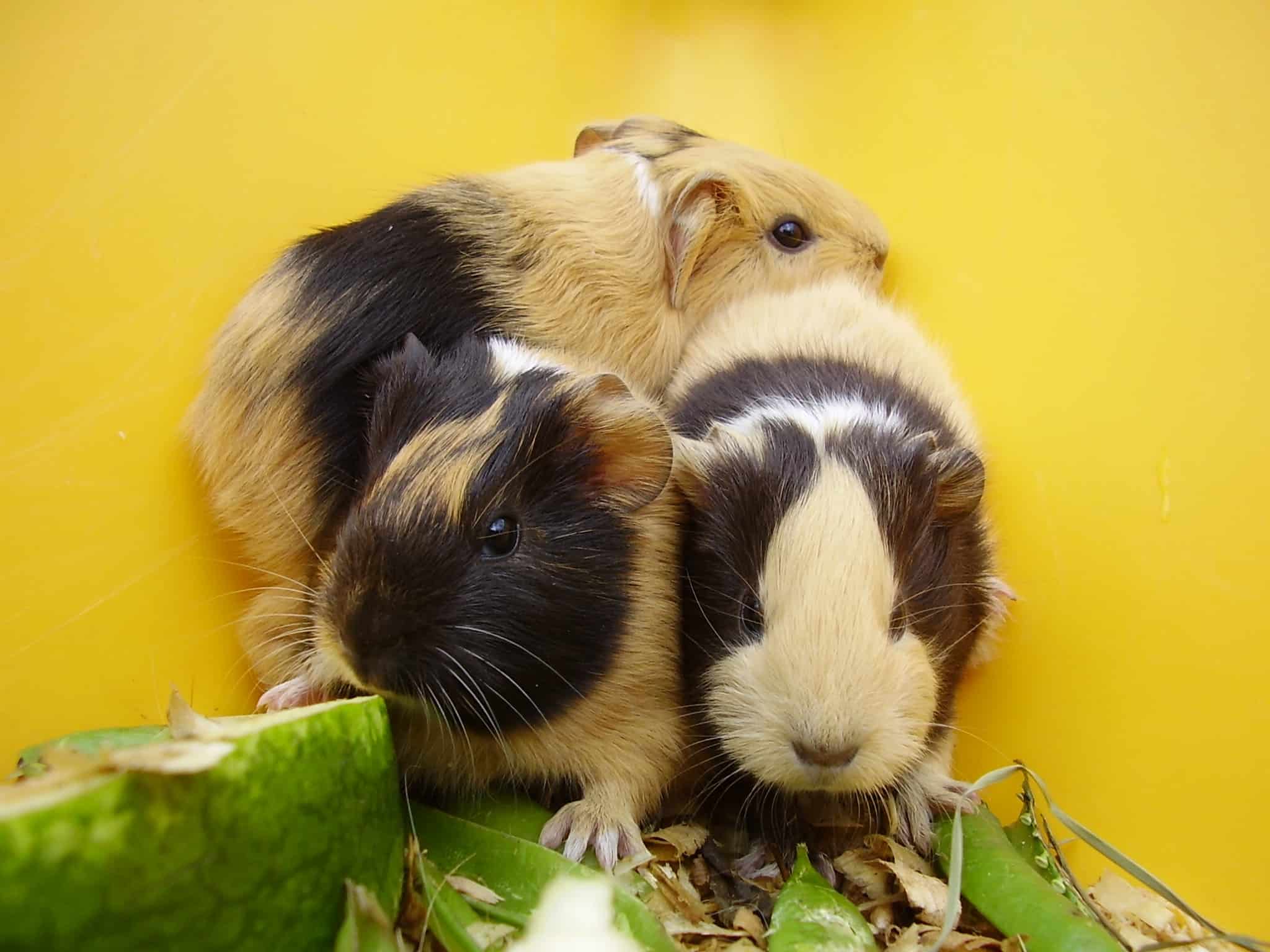 guinea pig behaviours, guinea pigs, cavies, common guinea pig behaviours