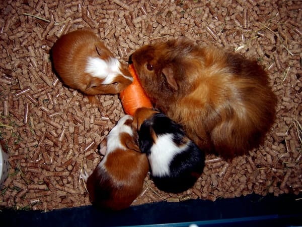 guinea pig behaviours, guinea pigs, cavies, common guinea pig behaviours