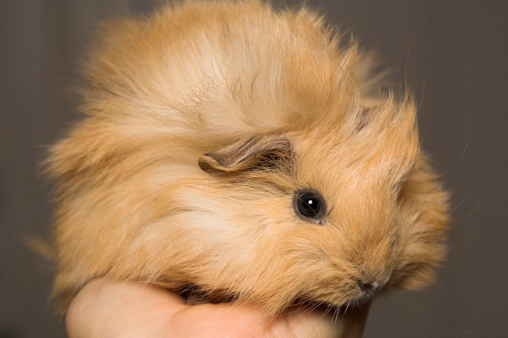 guinea pig behaviours, guinea pigs, cavies, common guinea pig behaviours