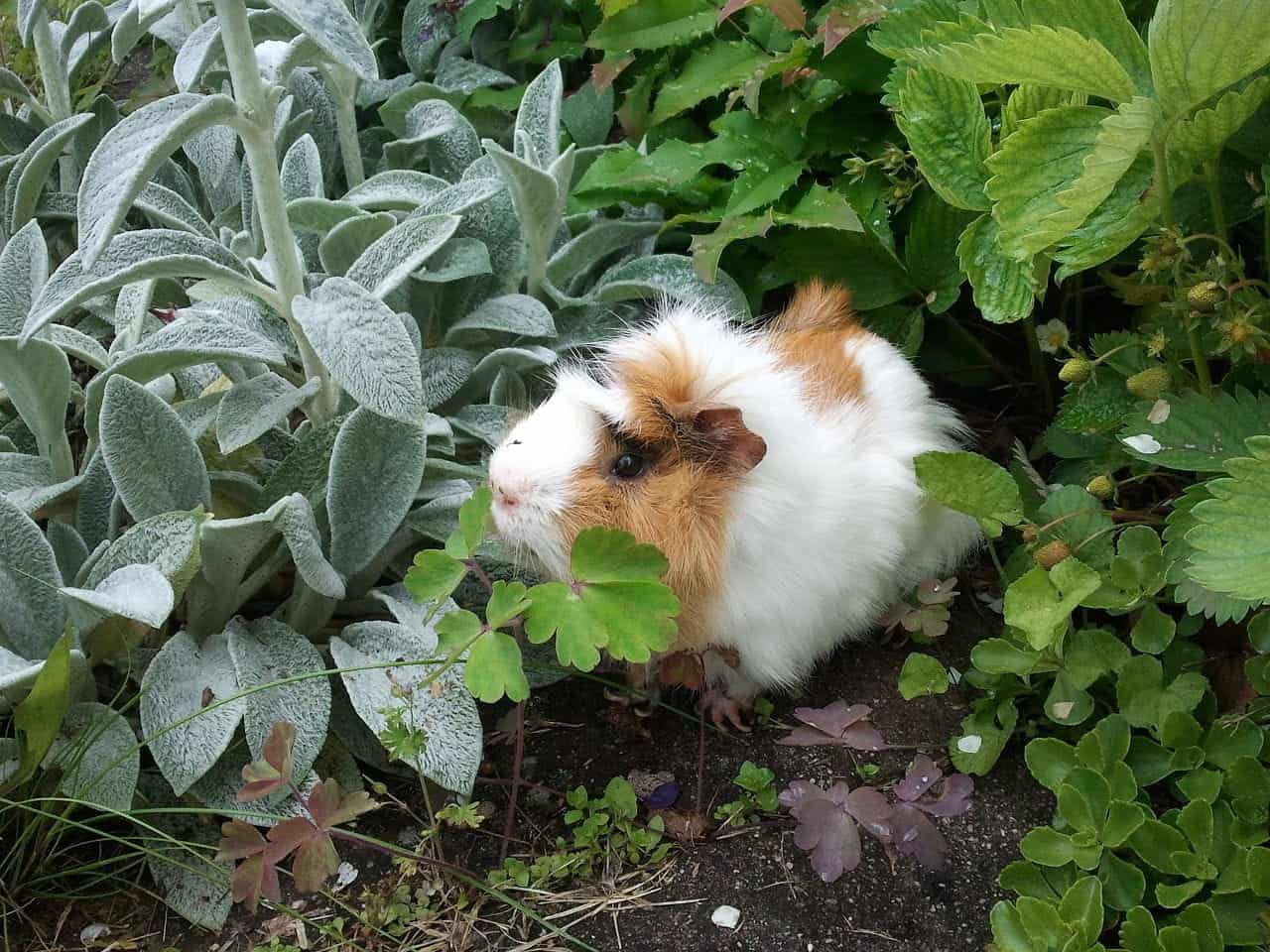 guinea pig behaviours, guinea pigs, cavies, common guinea pig behaviours