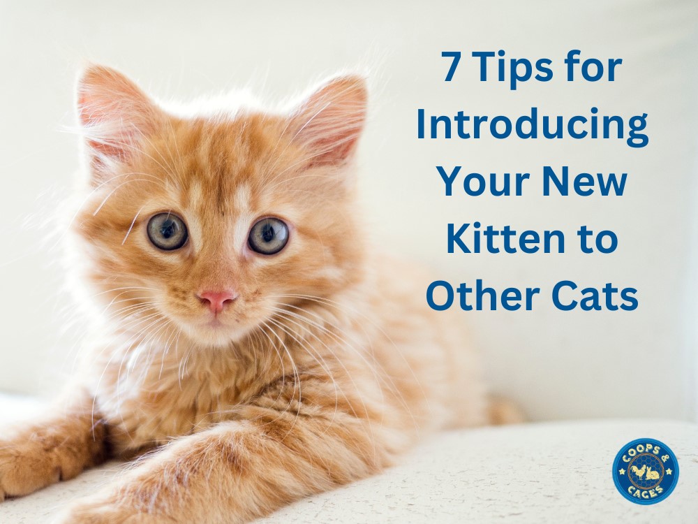 7 Tips for Introducing Your New Kitten to Other Cats
