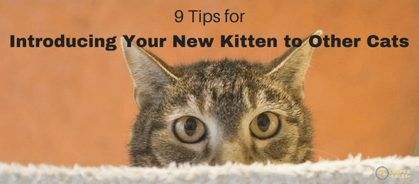 cats, new kitten, kitten introduction, introducing your new kitten