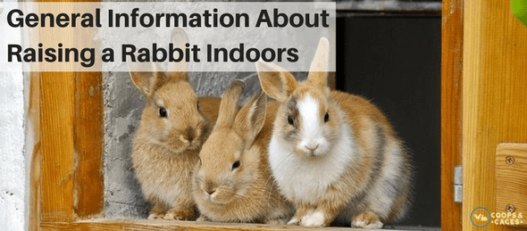 rabbit run, rabbit care, rabbit care 101