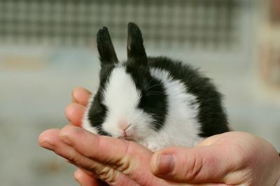 rabbit run, rabbit care, rabbit care 101