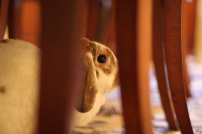 rabbit run, rabbit care, rabbit care 101