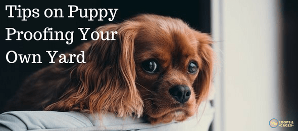 puppy proofing, puppy care, dog care
