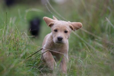 puppy proofing, puppy care, dog care