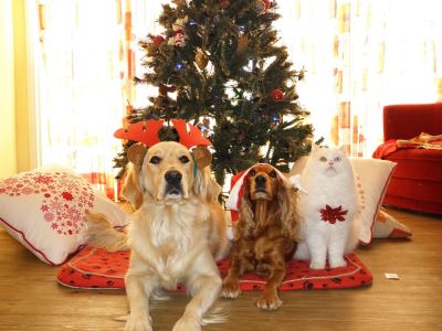 Christmas with pets, activities for pets