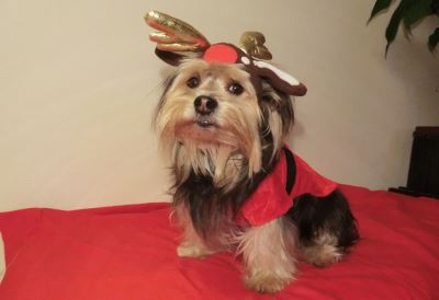 Christmas with pets, activities for pets