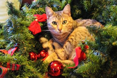 Christmas with pets, activities for pets