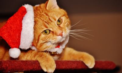 Christmas with pets, activities for pets