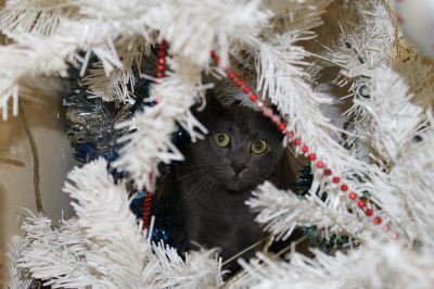 Christmas with pets, activities for pets