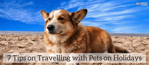 travelling with pets, pet care, pet care 101