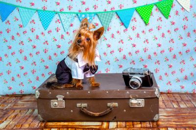travelling with pets, pet care, pet care 101