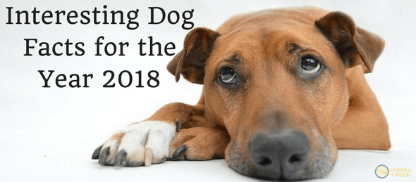 dog facts, year of the dog, 2018, fun facts