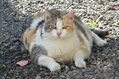cat obesity, feline friend, cat scratching post