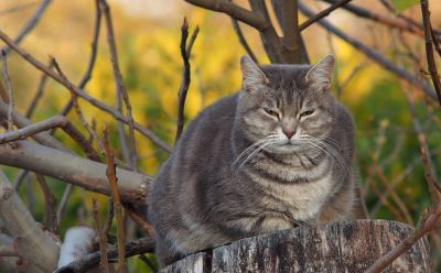 cat obesity, feline friend, cat scratching post