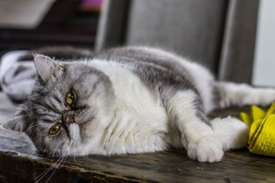 cat obesity, feline friend, cat scratching post